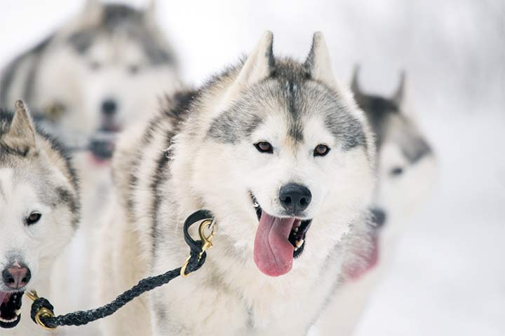 Sibirischer Husky