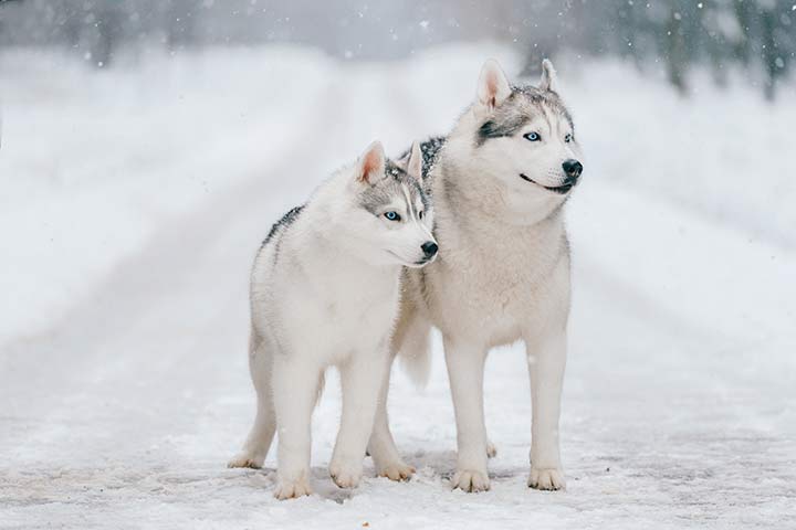 Sibirischer Husky