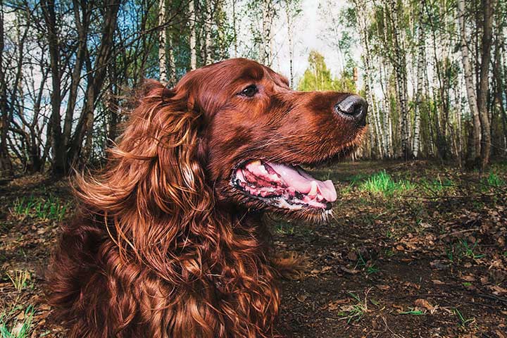 Irish Setter