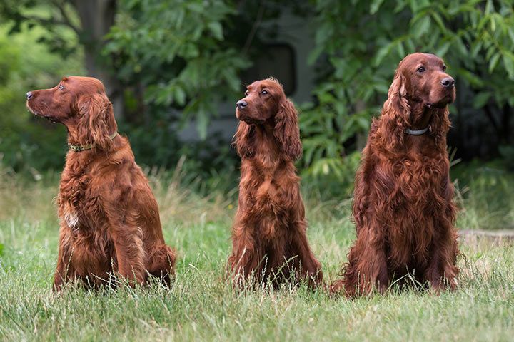 Irish Setter