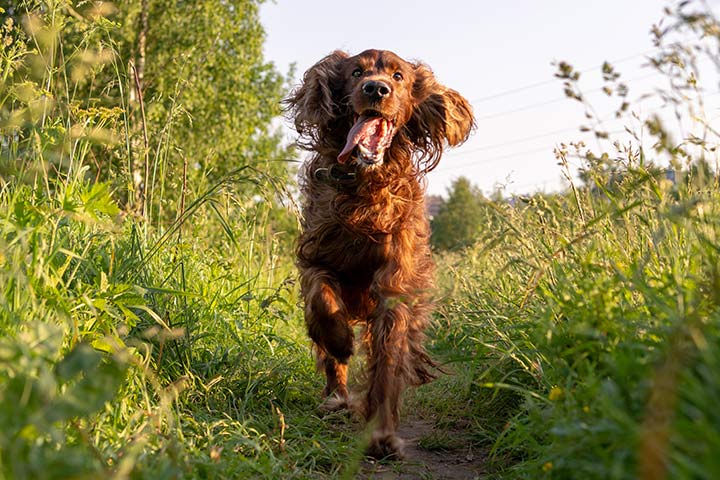 Irish Setter