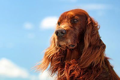 Irish Setter