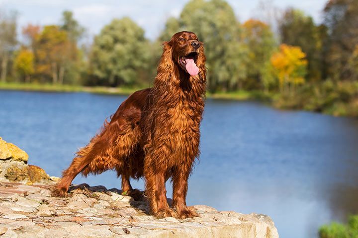 Irish Setter