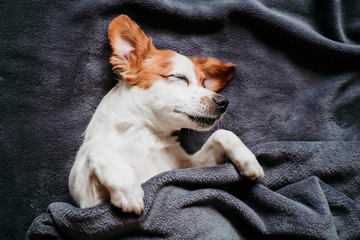 Jack Russel schläft im Bett