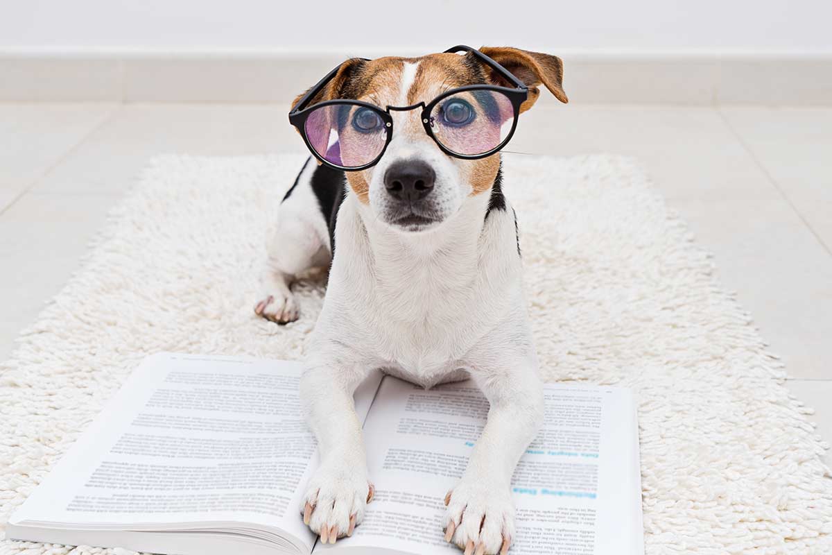 Jack Russel mit Brille