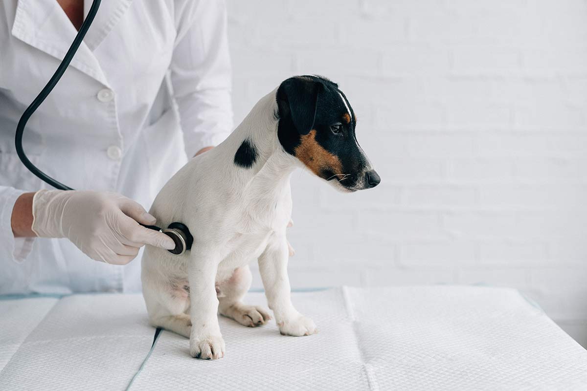Jack Russell Terrier beim Tierarzt