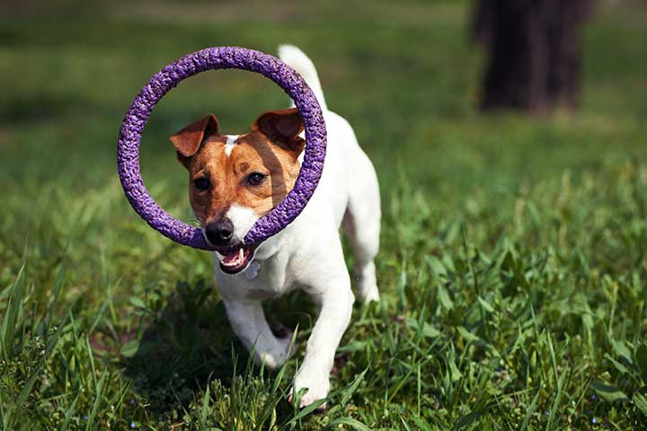 Jack Russell Terrier