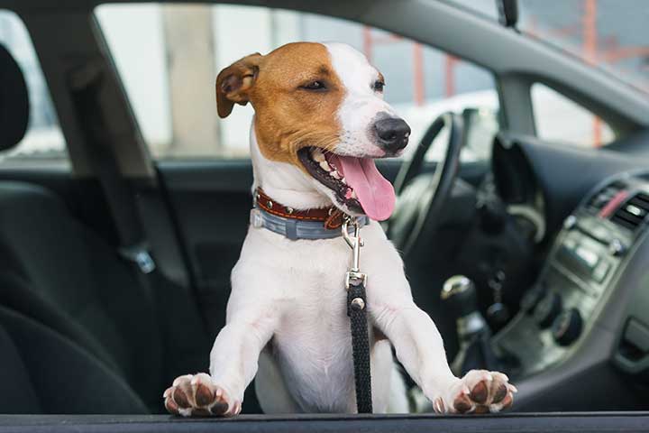 Jack Russell Terrier