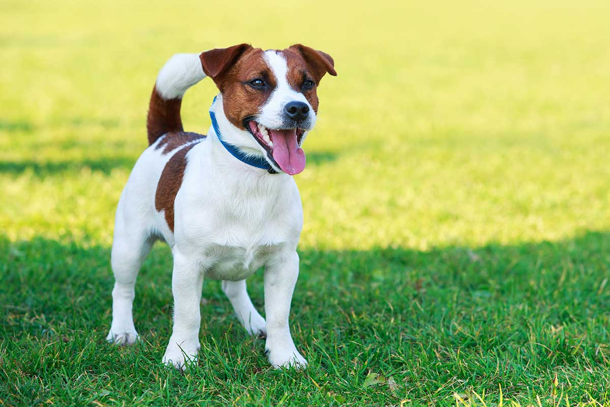 Jack Russell Terrier