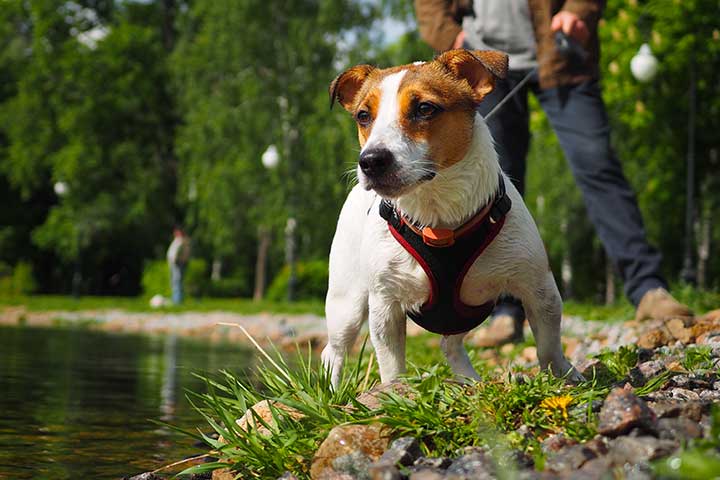 Jack Russell Terrier