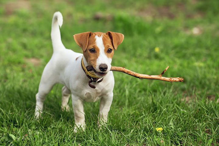 Jack Russell Terrier mit Stöckchen