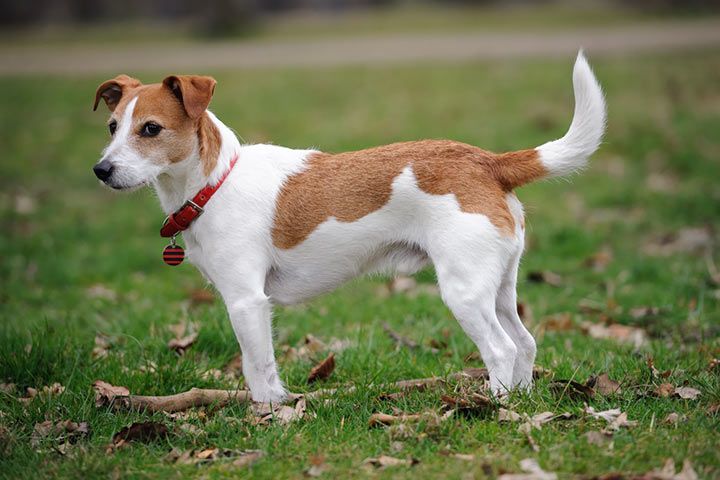 Jack russell terrier - orglopi