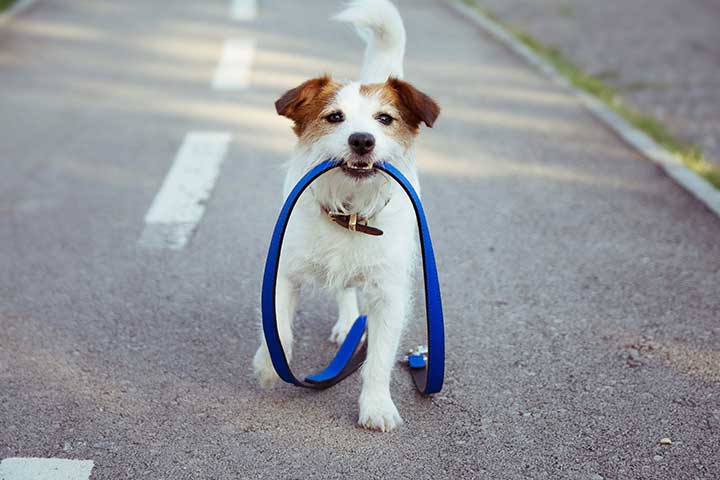 Jack Russell Terrier möchte Auslauf