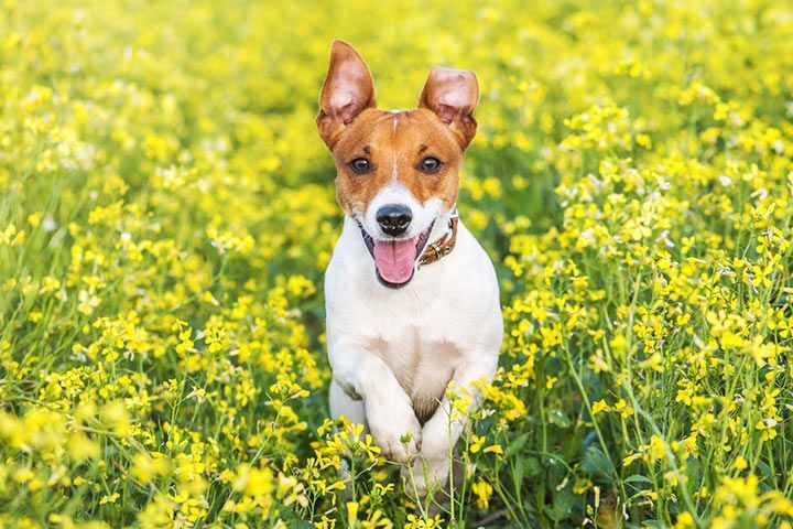 Jack Russell Terrier