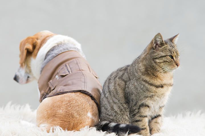 Hund und Katze