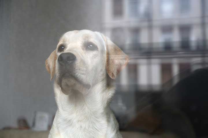 Labrador