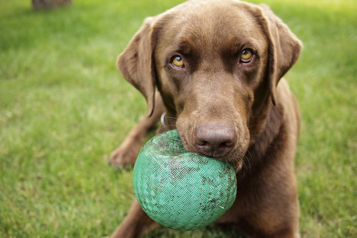 Labrador mit Spielzeug