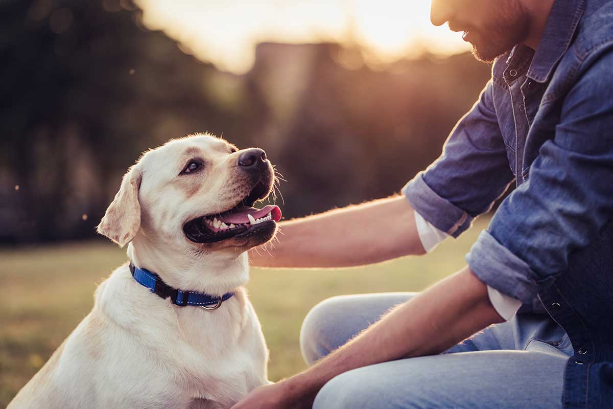 Labrador Retriever