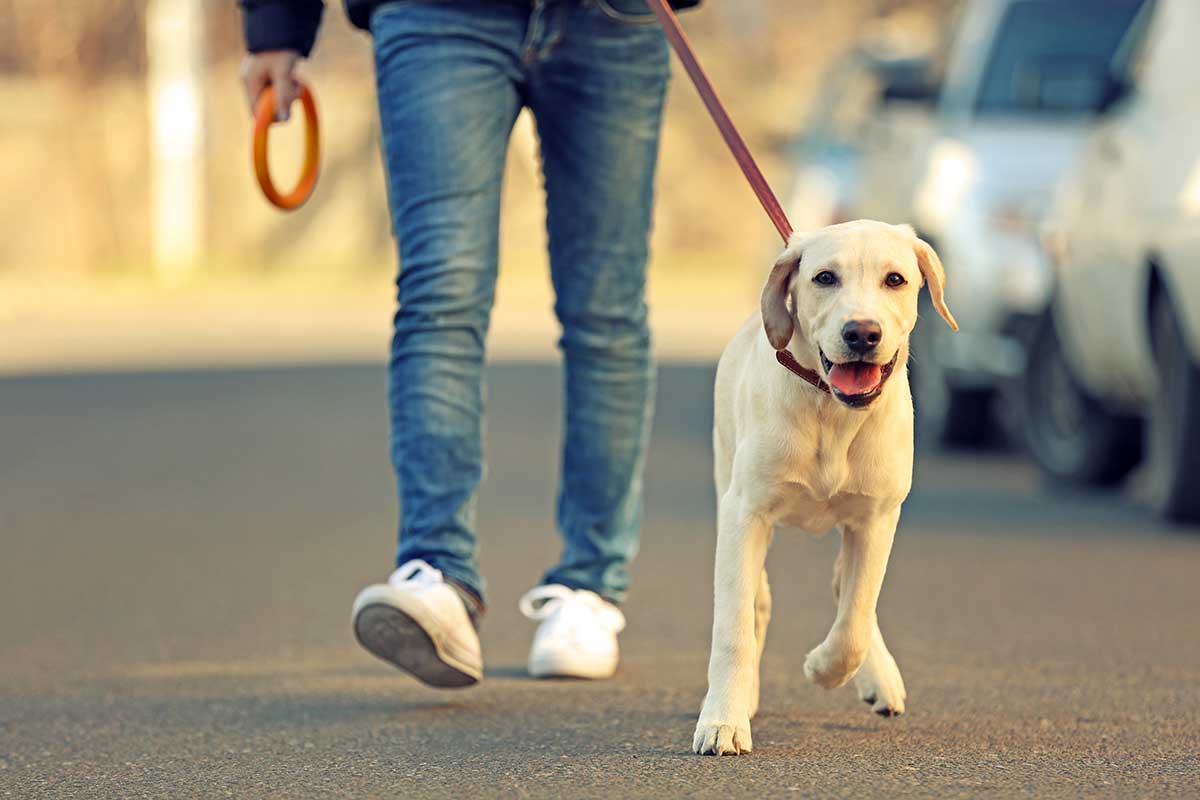 Labrador Retriever