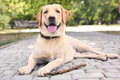 Labrador Retriever