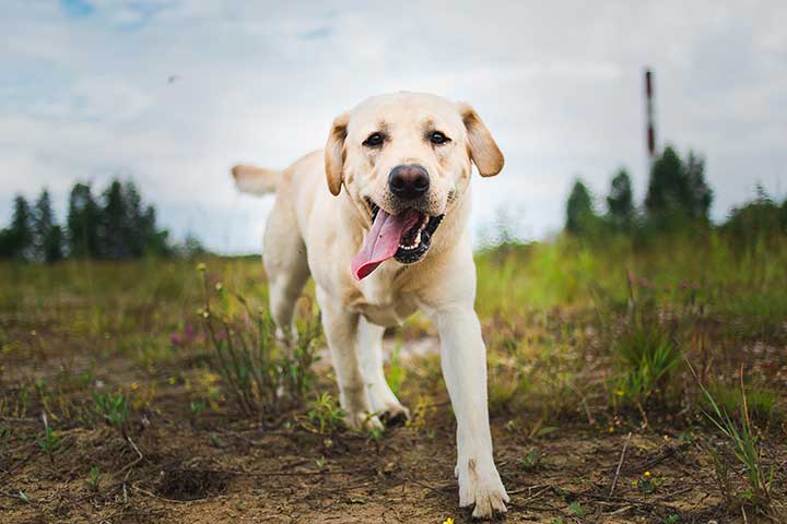 Labrador Retriever