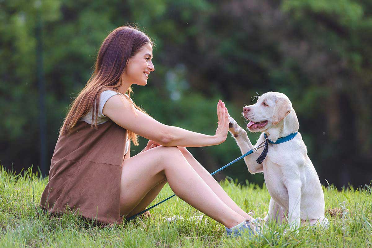 Labrador