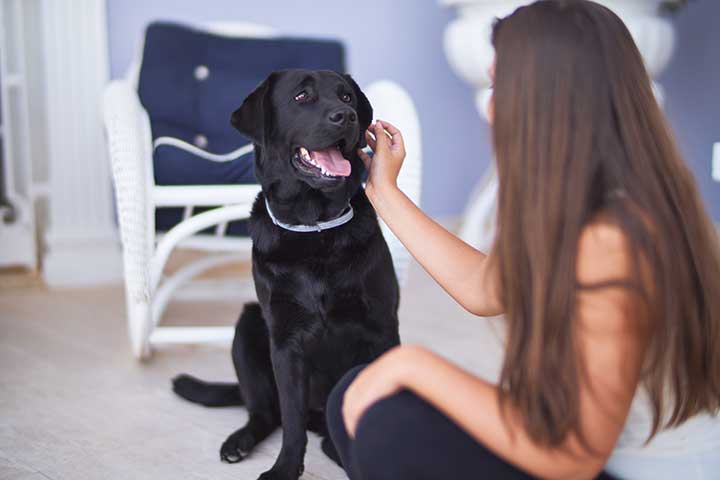 Labrador Retriever