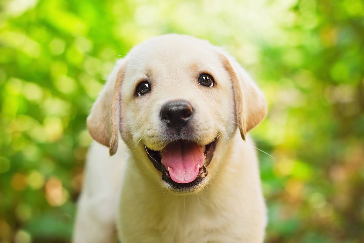 Labrador Retriever