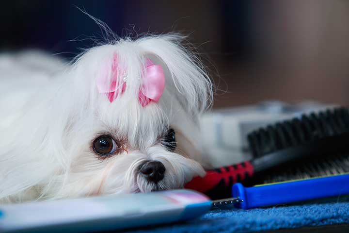 Ist ein Malteser der richtige Hund für mich? 19 Fakten über Malteser! 