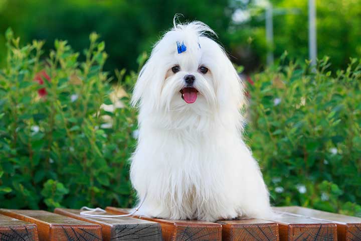 Malteser Hund - Steckbrief - Charakter, Haltung, Pflege