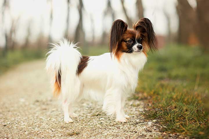 Papillon