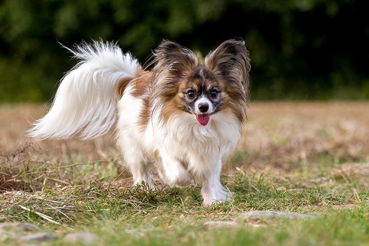 Papillon