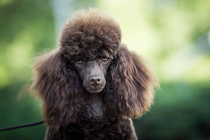 Pudel Hund Infos Zu Rasse Charakter Grosse