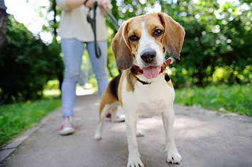 Beagle gassi gehen m