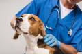 Haustier Hund: Kosten für den Tierarzt