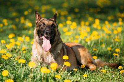 Belgischer schaeferhund xl