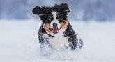 Berner Sennenhund