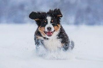 Berner sennenhund schnee m