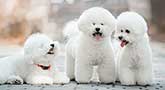 Bichon Frisé