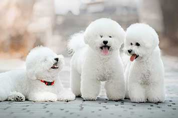 Bichon frise weiss m