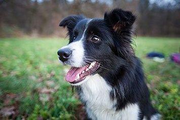 Border collie m