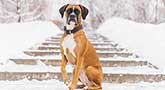 Boxer