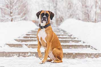 Boxer hund m