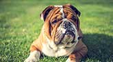 Englische Bulldogge