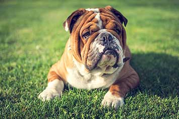 Englische Bulldogge