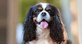 Cavalier King Charles Spaniel