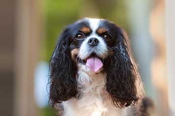 Cavalier king charles gesicht m