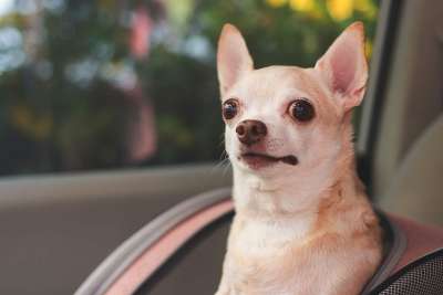 Verrückte Entdeckung: Chihuahuas sind zum Teil Kojoten Verrückte Entdeckung: Chihuahuas sind zum Teil Kojoten