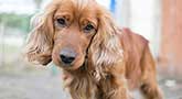 Cocker Spaniel
