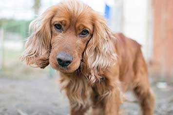 Cocker spaniel suess m